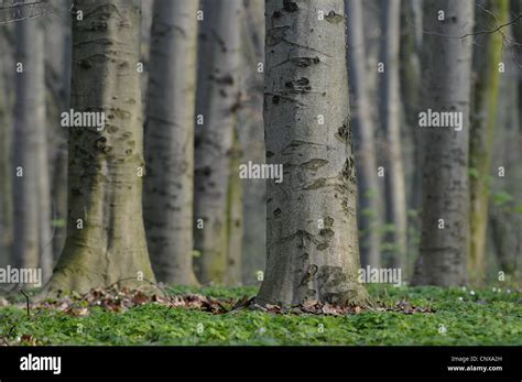 Fagus Sylvatica Wood Stockfotos Und Bilder Kaufen Alamy