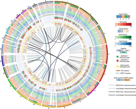 Comprehensive Integrated And Phased Whole Genome Analysis Of The