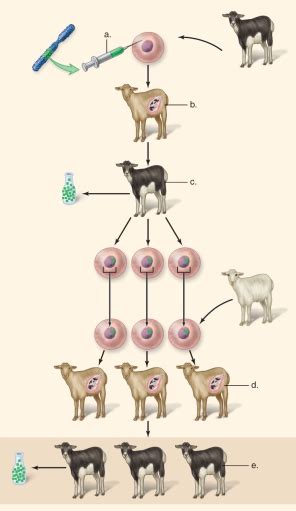 This Figure Shows The Procedure For Making Clones To Produce Biology