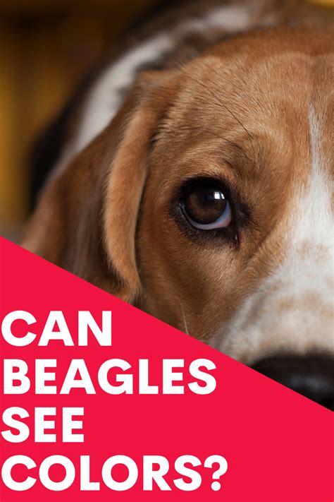 Can Beagles See Colors This Is How They See Rainbow