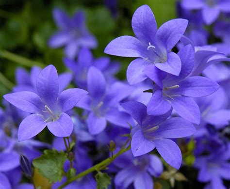 Flores Azuis 7 Das Mais Bonitas Para Oferecer Ou Plantar No Seu Jardim