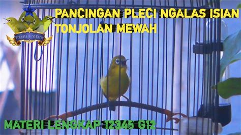 Masteran Pleci Gacor Full Materi Konin Kenari Ampuh Untuk Pancingan