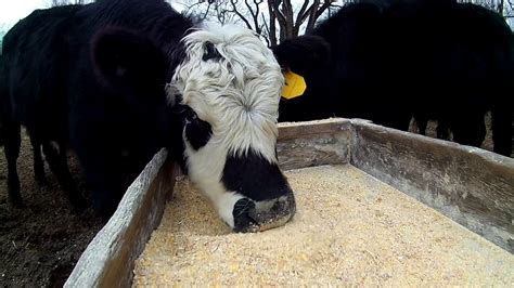 Feeding The Feedlot Cattle Ground Ear Corn Youtube