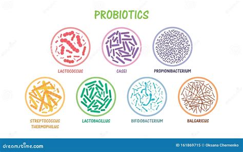 Set Of Probiotic Bacteria Stock Vector Illustration Of Microorganism