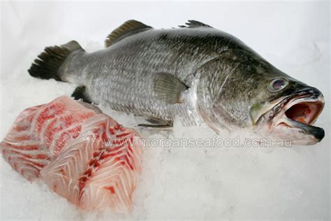 Barramundi, Fillets - Morgans Online Seafood Store