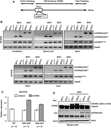 Generation Of A Bac Sca2 Transgenic Mouse Model A Schematic