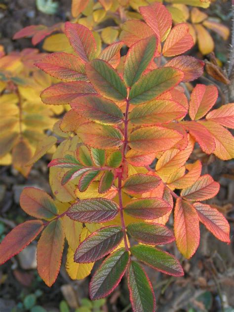 RUGOSA ROSE Roseraie De LHay Feuillage D Automne Winter Garden Rose