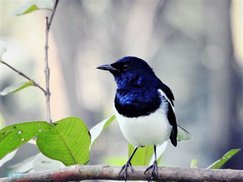 দযল Oriental magpie robin Indian robin Dowel Nationa Flickr