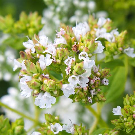 Origanum vulgare Thumbles Variety Origan ou marjolaine dorée aromatique