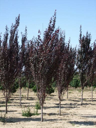 Prunus Cerasifera ‘nigra Fastigiata’ Hello Hello Plants And Garden Supplies