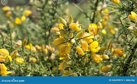 Beautiful Yellow Flowers Of Ulex Europaeus Also Known As Common Gorse