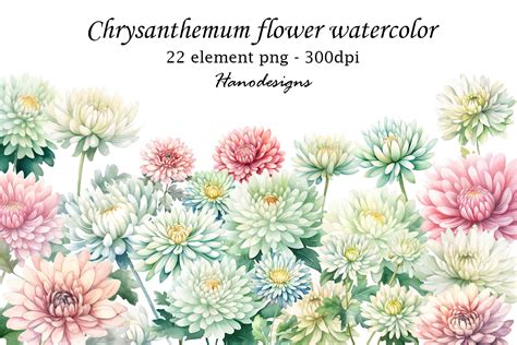 Chrysanthemum Flower Watercolor Graphic by Hanodesigns · Creative Fabrica