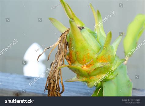 Dragon Fruit Rust Diseases Dragon Fruit Stock Photo