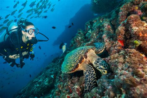 Diving - Booking Maldives