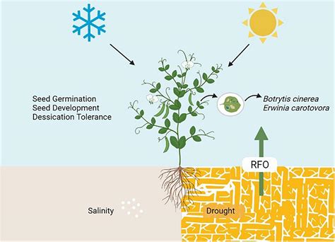 Plant Oligosaccharides