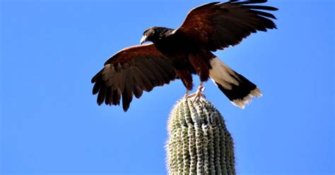 Desert Hawk Animal | Amazing Wallpapers