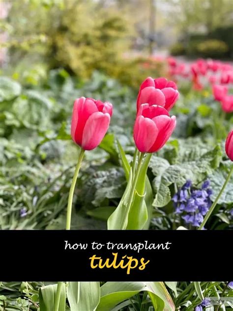 Transplanting Tulips A Step By Step Guide Planting Tulips Growing