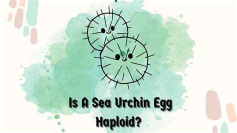 How Does Temperature Affect Sea Urchins Major Impacts