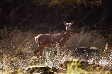 baby deer in forest Stock Photo | Adobe Stock