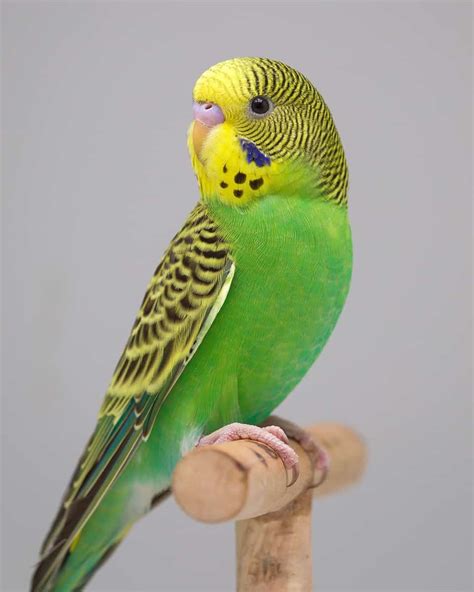 English Budgie Care Guide Size Personality Lifespan And Faqs