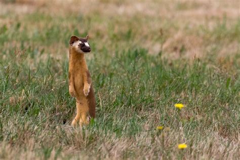 Long Tailed Weasels Are Ferocious Little Huntersbut They Sure Look