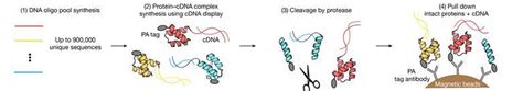 Protein folding stability set to be unravelled on a massive scale ...