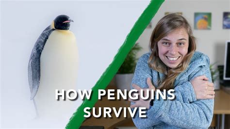 How penguins stay warm in the cold // Extraordinary Wildlife - YouTube