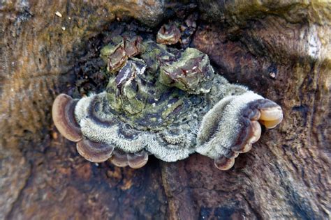 Auricularia Mesenterica Gu A General De Macrohongos De Costa Rica