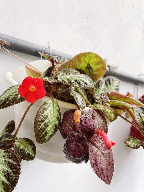 Premium Photo Close Up Of Red Flowers On Plant