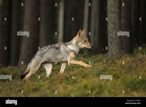 Grey Wolf Cub Hi Res Stock Photography And Images Alamy