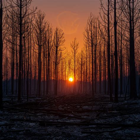 Free Forest Sunset Glow Image Sunset Forest Trees Download At