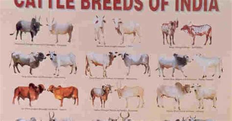 Indian Indigenous Cattle: Cattle Breeds of India poster by NBAGR