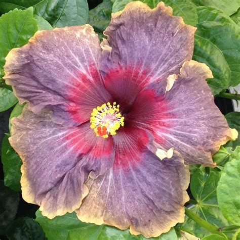 1000+ images about Hibiscus We Grow on Pinterest