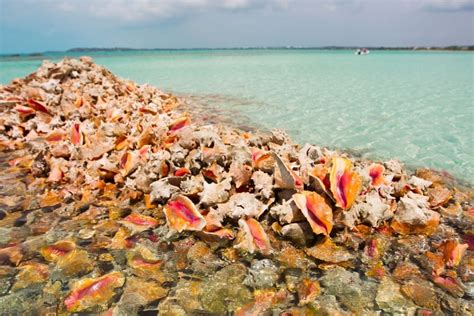 Exumas Protected Waters Helping Queen Conch Exuma Online