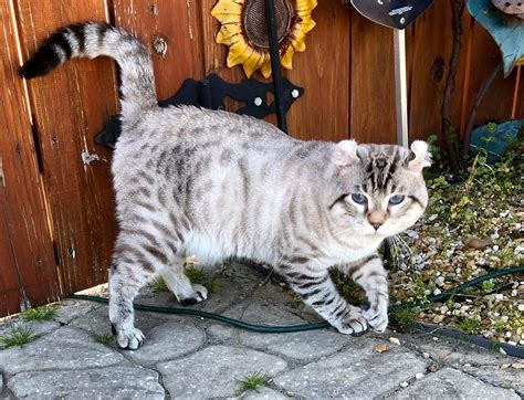 Retired Kings & Queens – SherBobs Exotic Cats