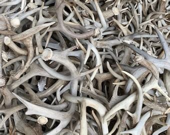 Bulk Craft Whitetail Deer Antlers No Broken Tines Or Tips Natural Real