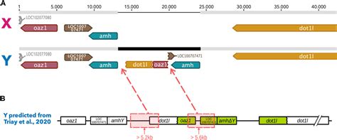 Frontiers Polymorphism Of Sex Determination Amongst Wild Populations