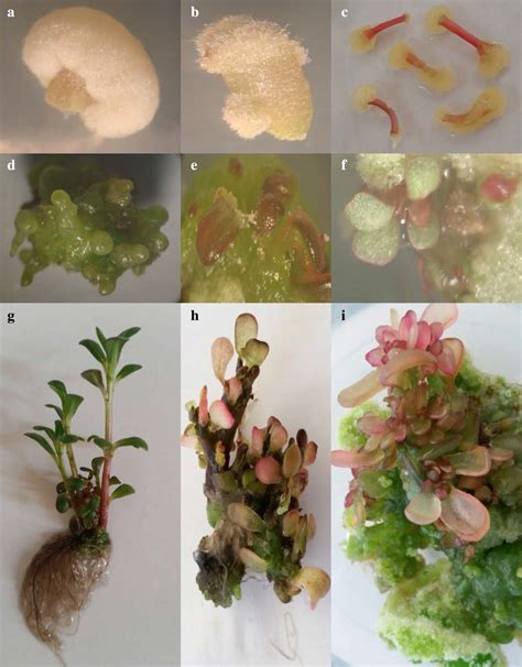 Callus Induction Somatic Embryogenesis And Plant Regeneration Of P