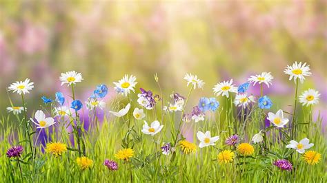 Hd Wallpaper Dreamy Wild Flowers Grass Field Dreamland Flowering Plant Wallpaper Flare