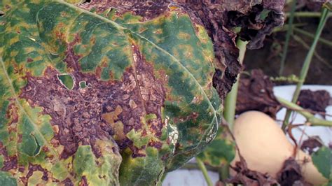 Downy Mildew Detected In South Carolina Clemson News