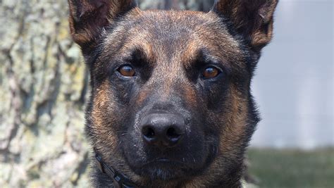 K 9 Officer That Captured Fugitive Cavalcante Is From Detroit