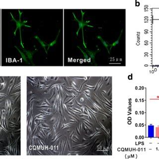 Cqmuh Induces Apoptosis In Lps Activated Primary Microglia A