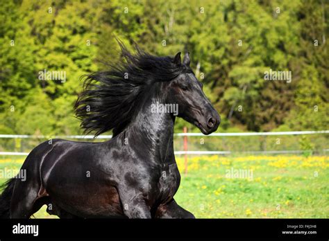 Friesian black horse with long mane in autumn background Stock Photo ...