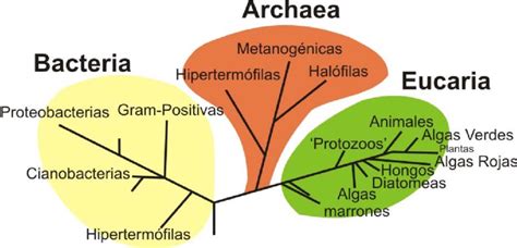 Histoembriolog A Dominios De La Vida