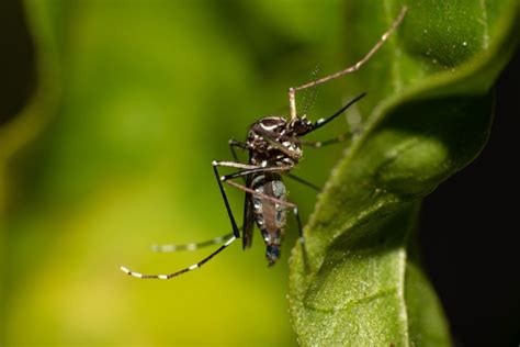 mais de 200 casos de dengue cidade de SC decreta emergência por