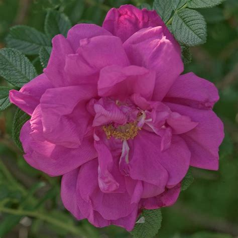 Suñorita® Rose | Plant Addicts