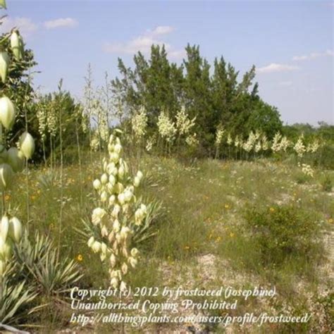 Arkansas Yucca Yucca Arkansana