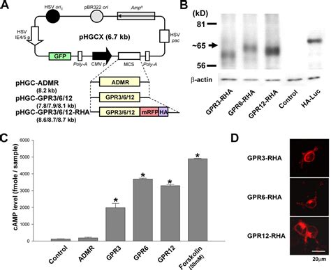 Neural Expression Of G Protein Coupled Receptors GPR3 GPR6 And GPR12