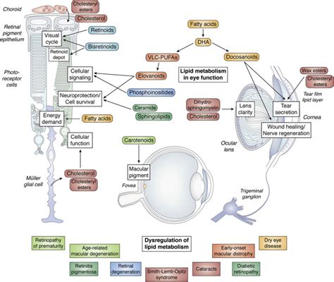 Introduction To The Thematic Review Series Seeing 2020 Lipids And