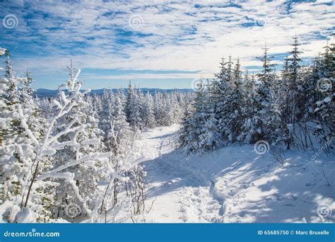 Paisagem Nevado Bonita Em Quebeque Canad Foto De Stock Imagem De